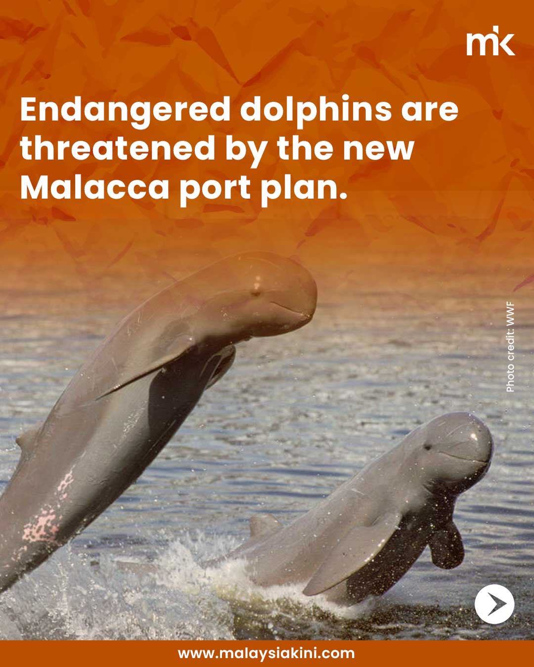 New Malacca port plan poses threat to endangered dolphins