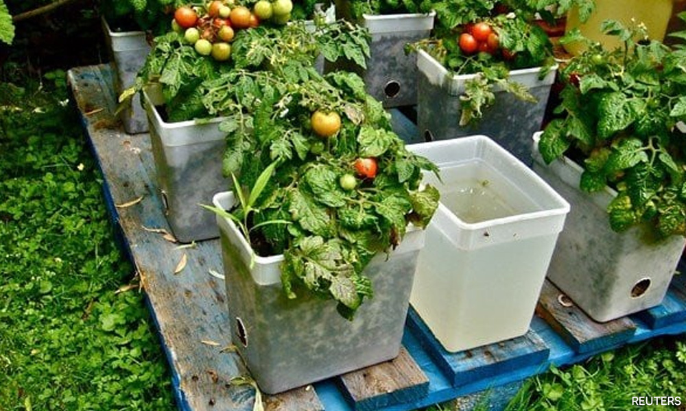 ULASAN | Bila penduduk bandar mula tanam sayur dalam pasu