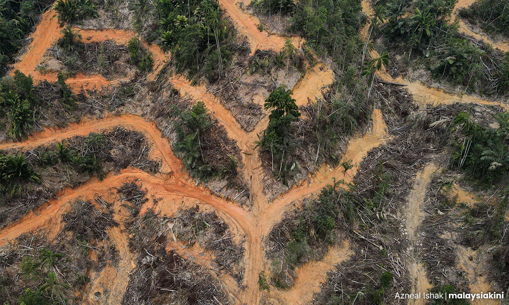 Kledang Saiong森林保护区遭砍伐的地区，是濒临灭绝的长臂猿的家园。