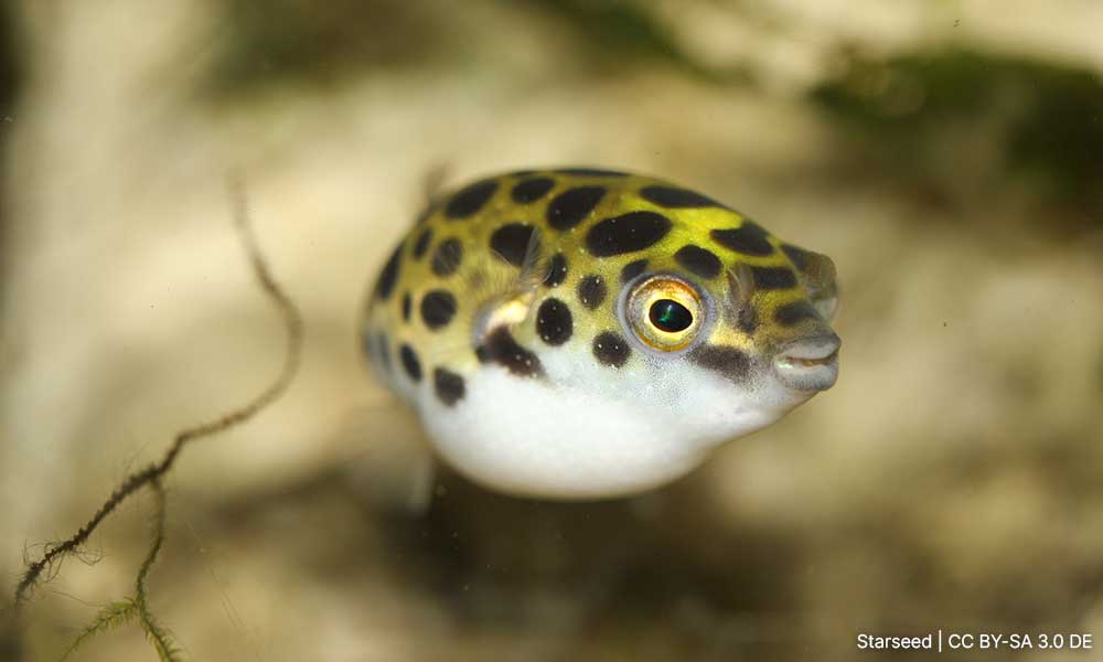 5 cases of puffer fish poisoning reported in Sabah, 2 still hospitalised