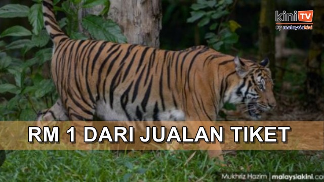 RM1 hasil jualan tiket bantu konservasi Harimau Malaya - KBS
