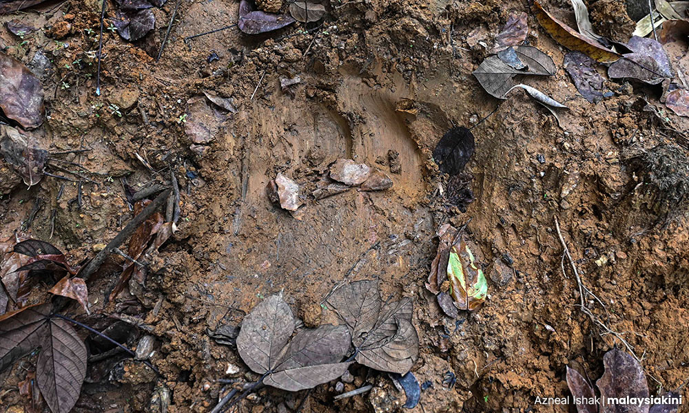 Tapak kaki gajah di jalan ke Kampung Sudak.