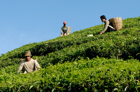 International Tea Day - It's more than great tasting teas - Vimarsana News