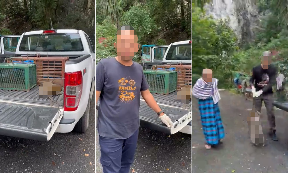 Monkey deaths: Batu Caves residents lodge report against JMB, Wildlife Dept