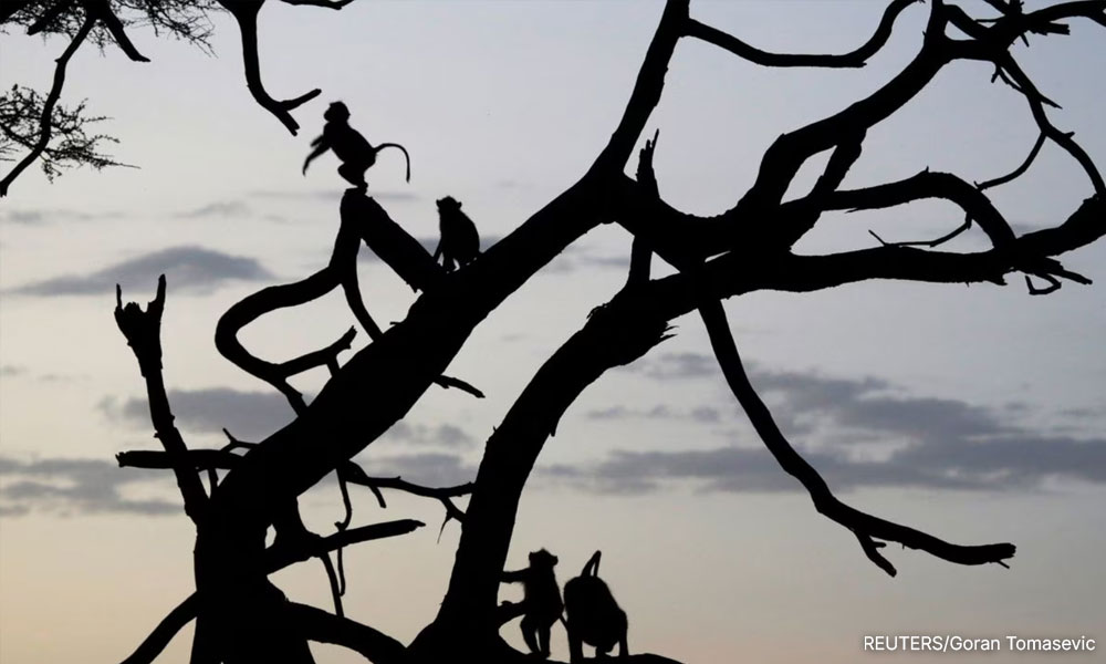 What makes us human? Primate genome study offers some clues
