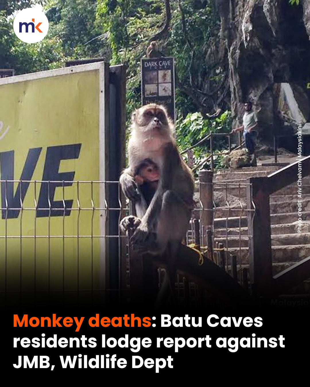 Monkey deaths: Batu Caves residents lodge report against JMB, Wildlife Dept