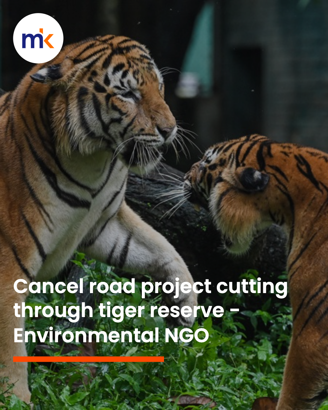 Cancel road project cutting through tiger reserve, urges RimbaWatch