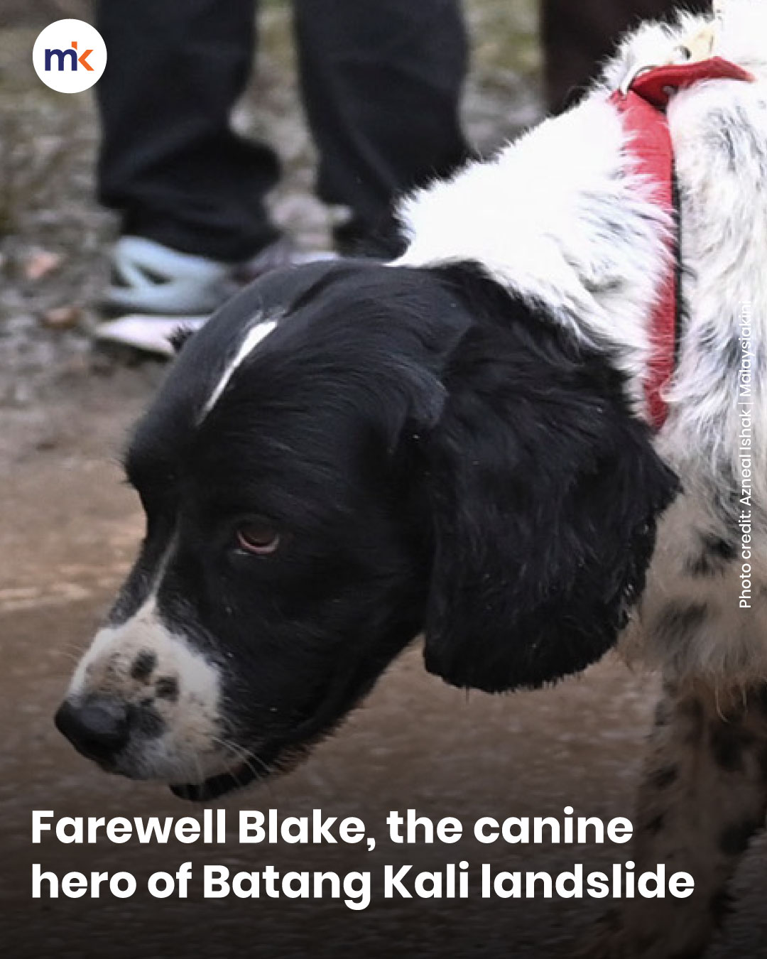 Farewell Blake, the canine hero of Batang Kali landslide