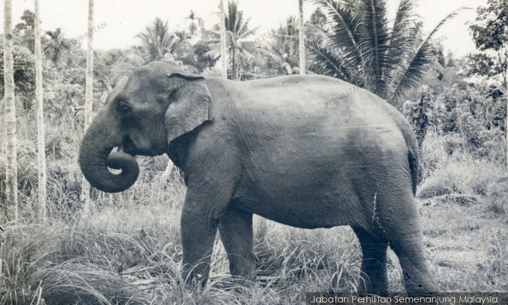Oldest elephant in Malaysia, Lokimala, dies at 86