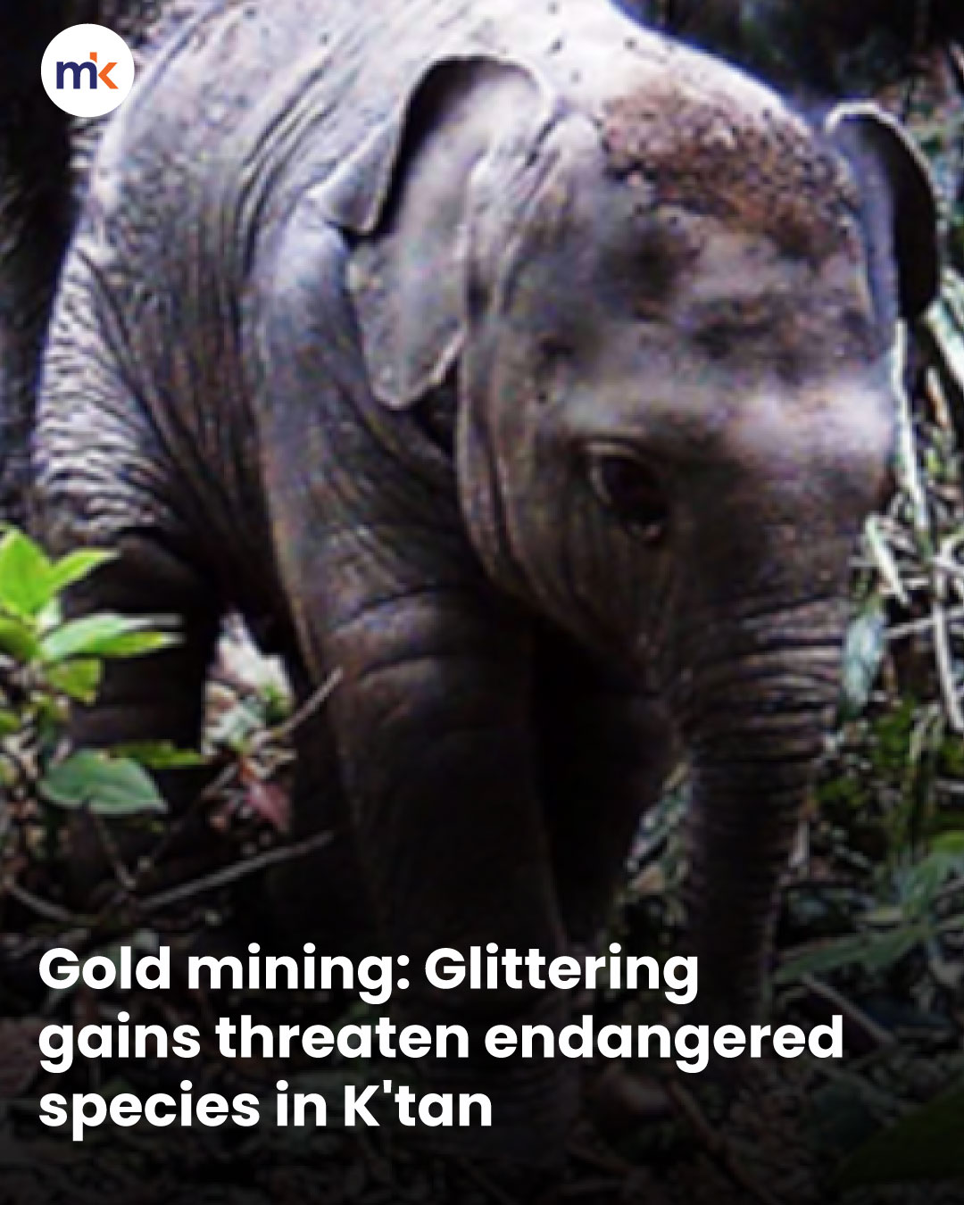 Gold mining: Glittering gains threaten endangered species in K'tan