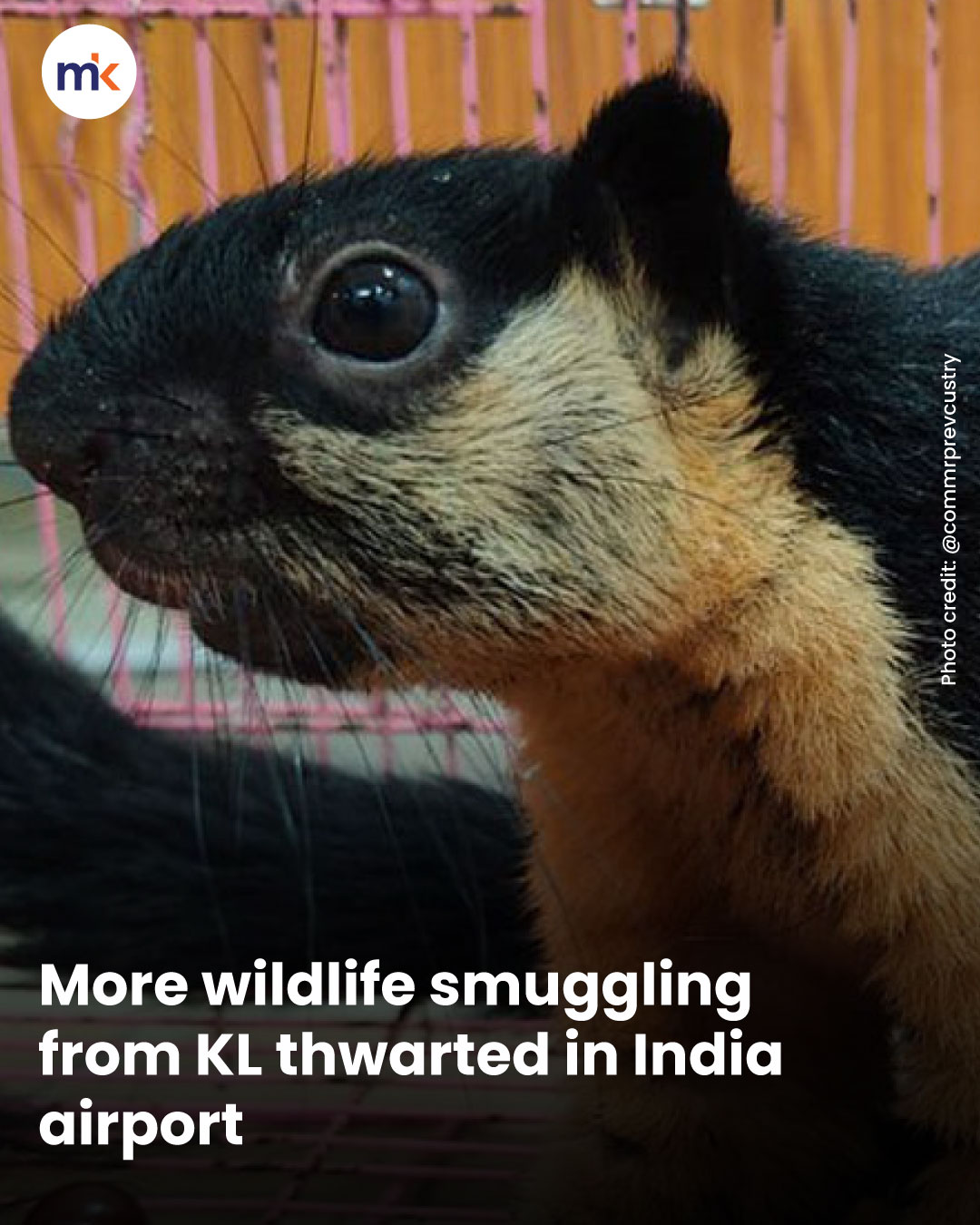 More wildlife smuggling from KL thwarted in India airport