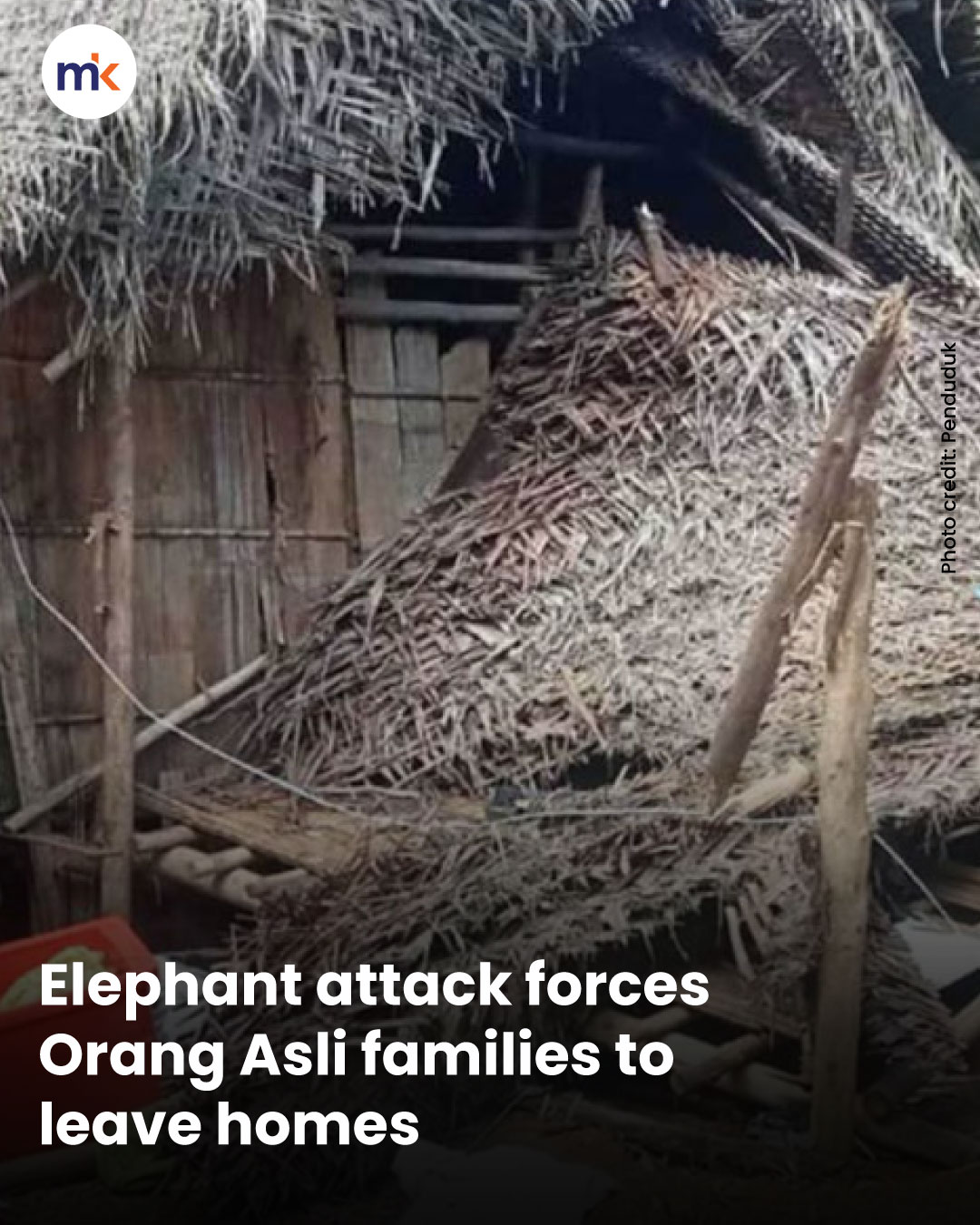 Elephant attack forces Orang Asli families to leave homes