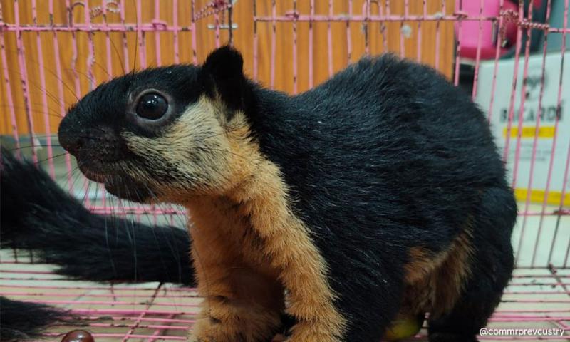 Lagi cubaan seludup haiwan dari KL digagalkan di lapangan terbang India