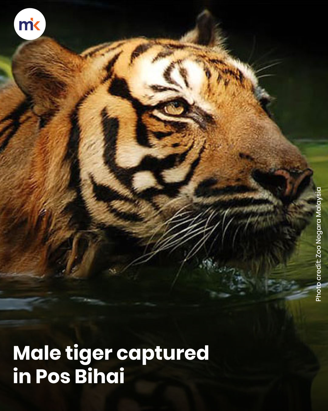 Male tiger captured in Pos Bihai