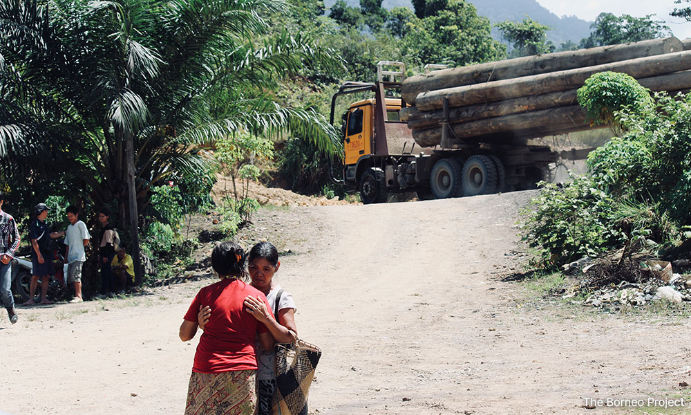 Report warns against Sarawak timber over 'flawed' sustainability certs