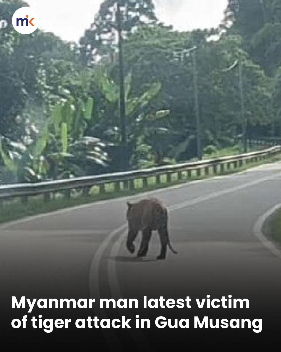 Myanmar man latest victim of tiger attack in Gua Musang