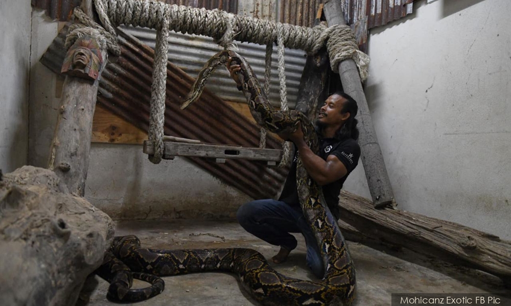 Cik Kiah, ular sawa batik usia 20 tahun sudah tiada