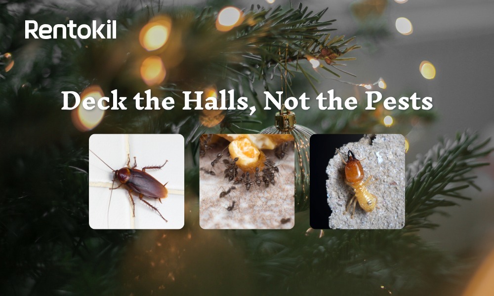 Deck the Halls and Keep Pests Away This Christmas and Holiday Season