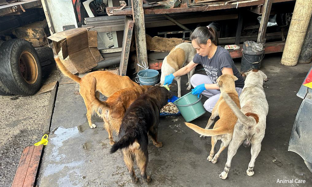 AnimalCare's efforts to neuter strays need a boost