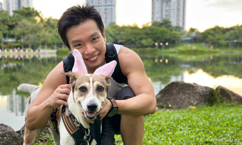 Premier animal welfare platform strives to find good homes for strays