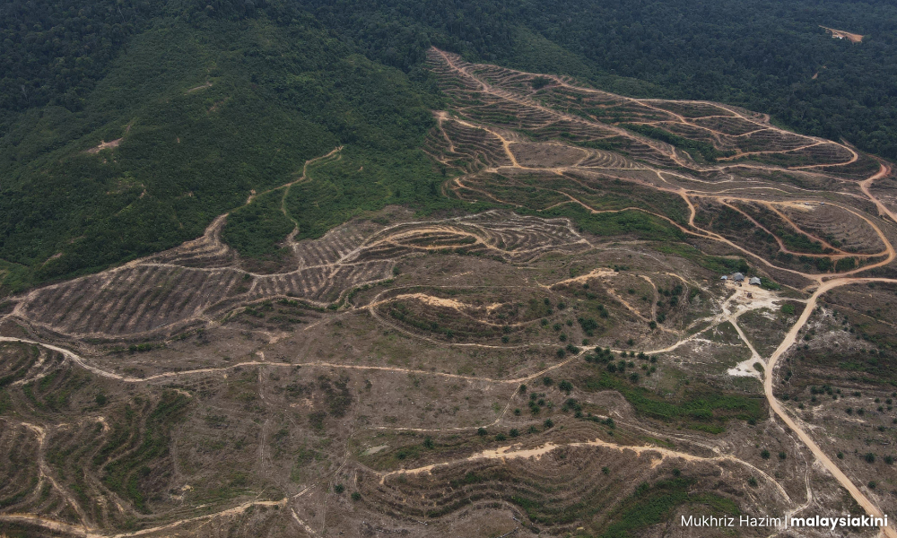 Press group lists Mkini's deforestation story as one of SEA's best for 2024
