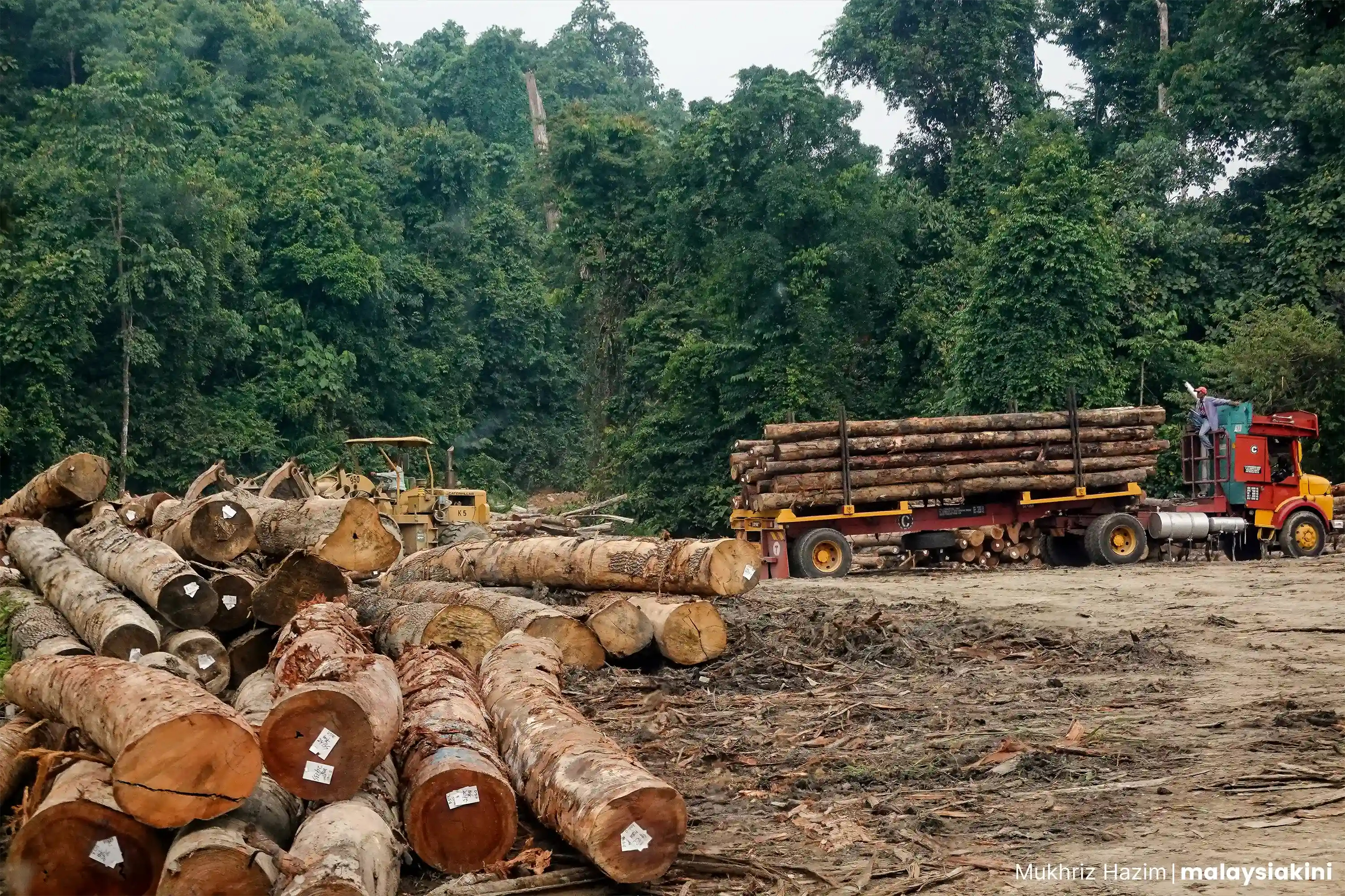 Balak dari kawasan PKNP dikumpul di matau kayu.