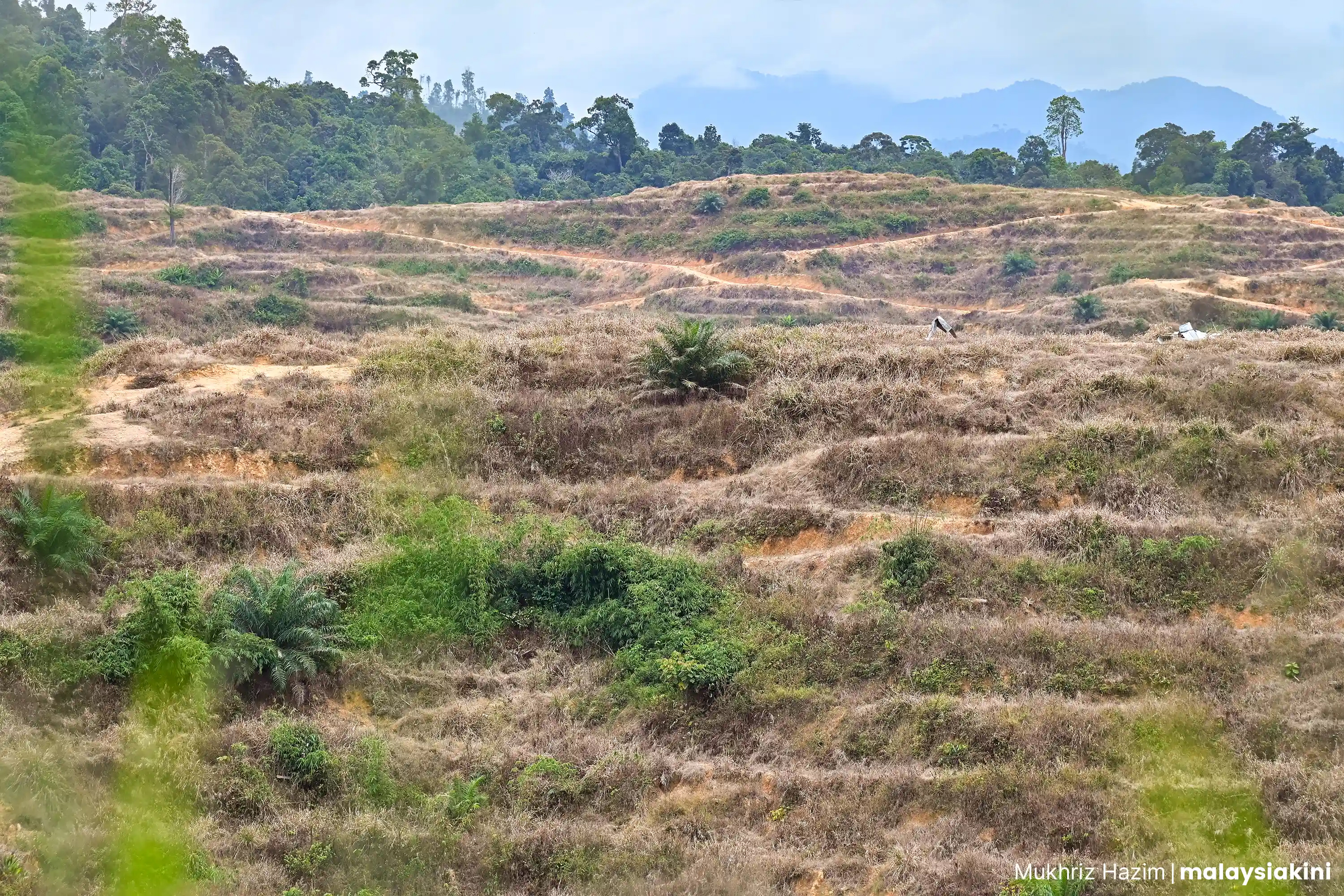 Saki baki pokok sawit di ladang PKNP.