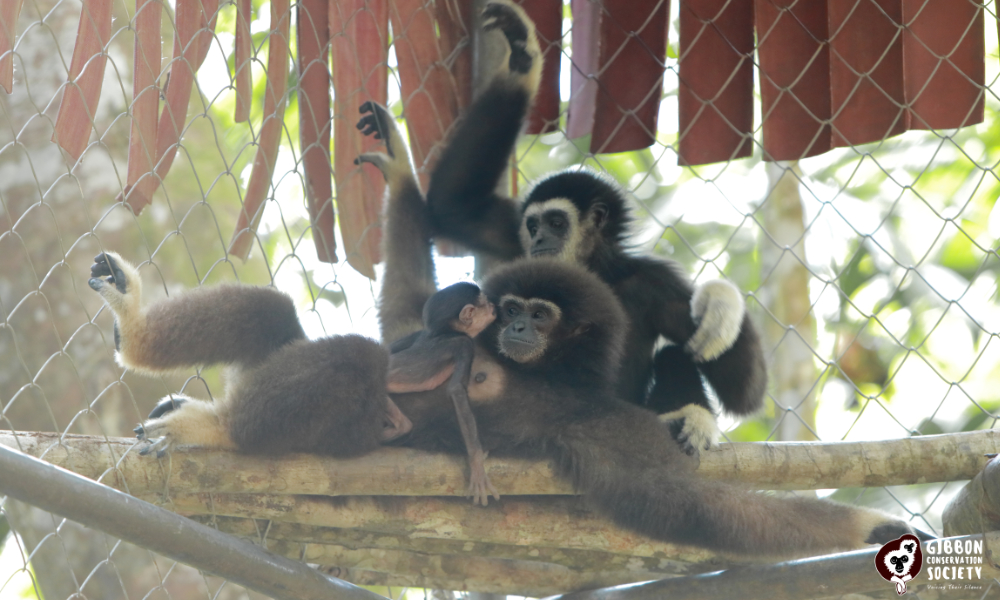 Conservationists fear Perhilitan 'seizure' of gibbons as permit expires