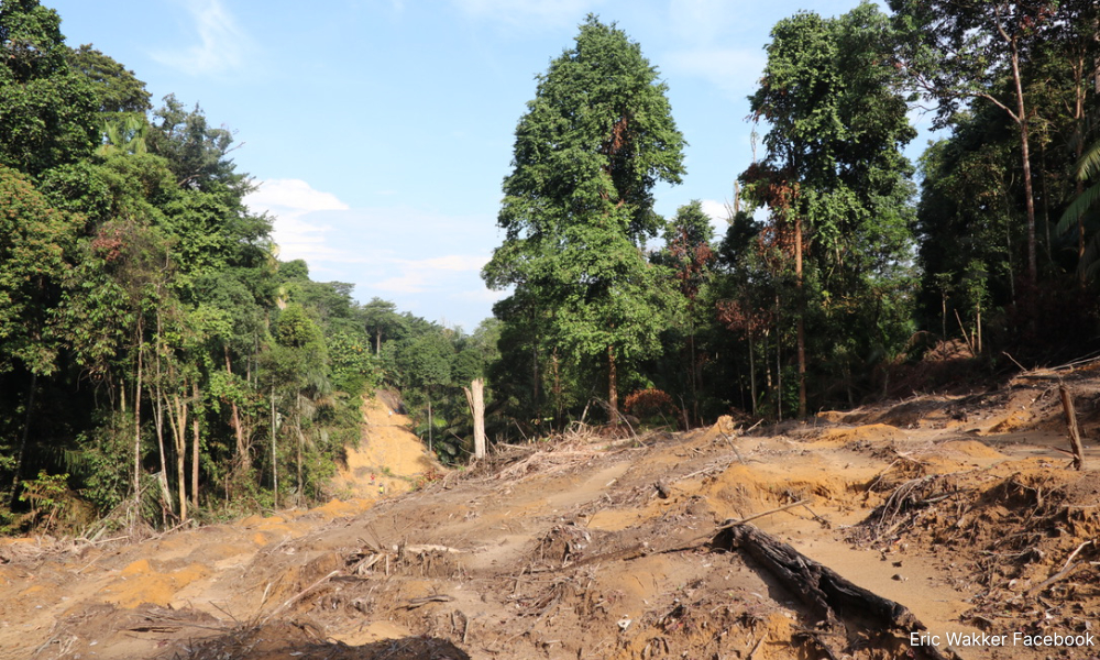 Deforestation: Data reveals 3.2m hectares of natural forest under threat