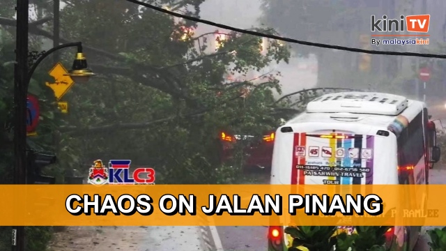 Another tree bites the dust in KL, crushes Vellfire