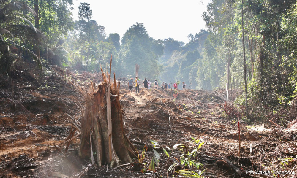 EU urged to let NGOs join anti-deforestation talks
