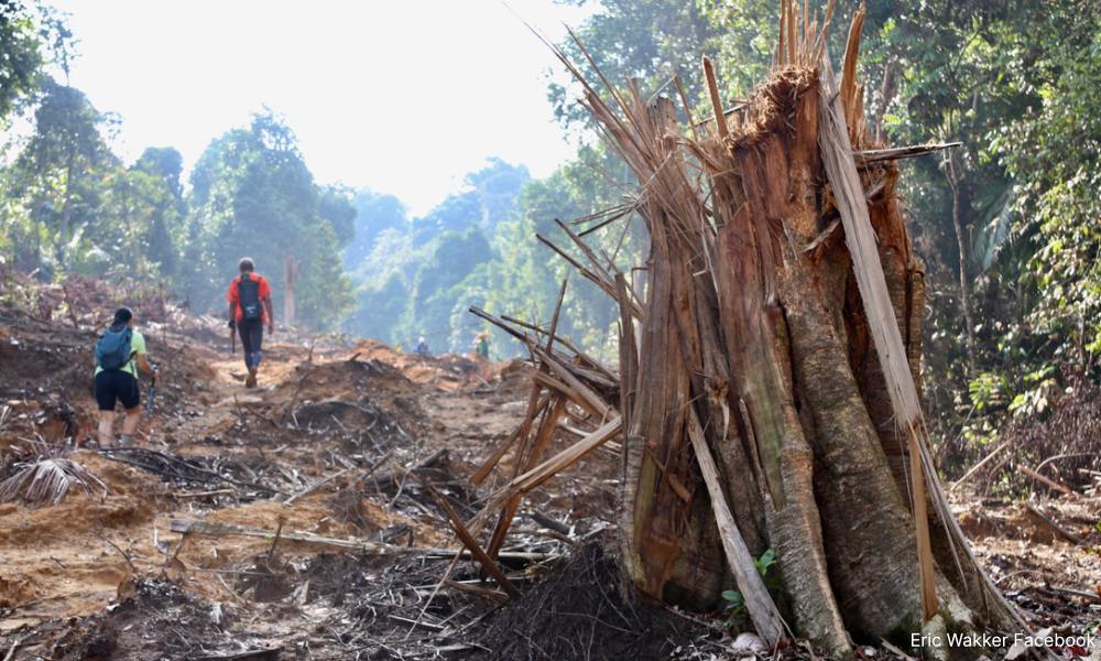 Lebih 3.2 juta hektar hutan semula jadi diancam kemusnahan