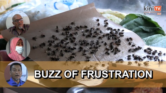 'Buzz of frustration': Longstanding fly issue plagues Sungai Bakap