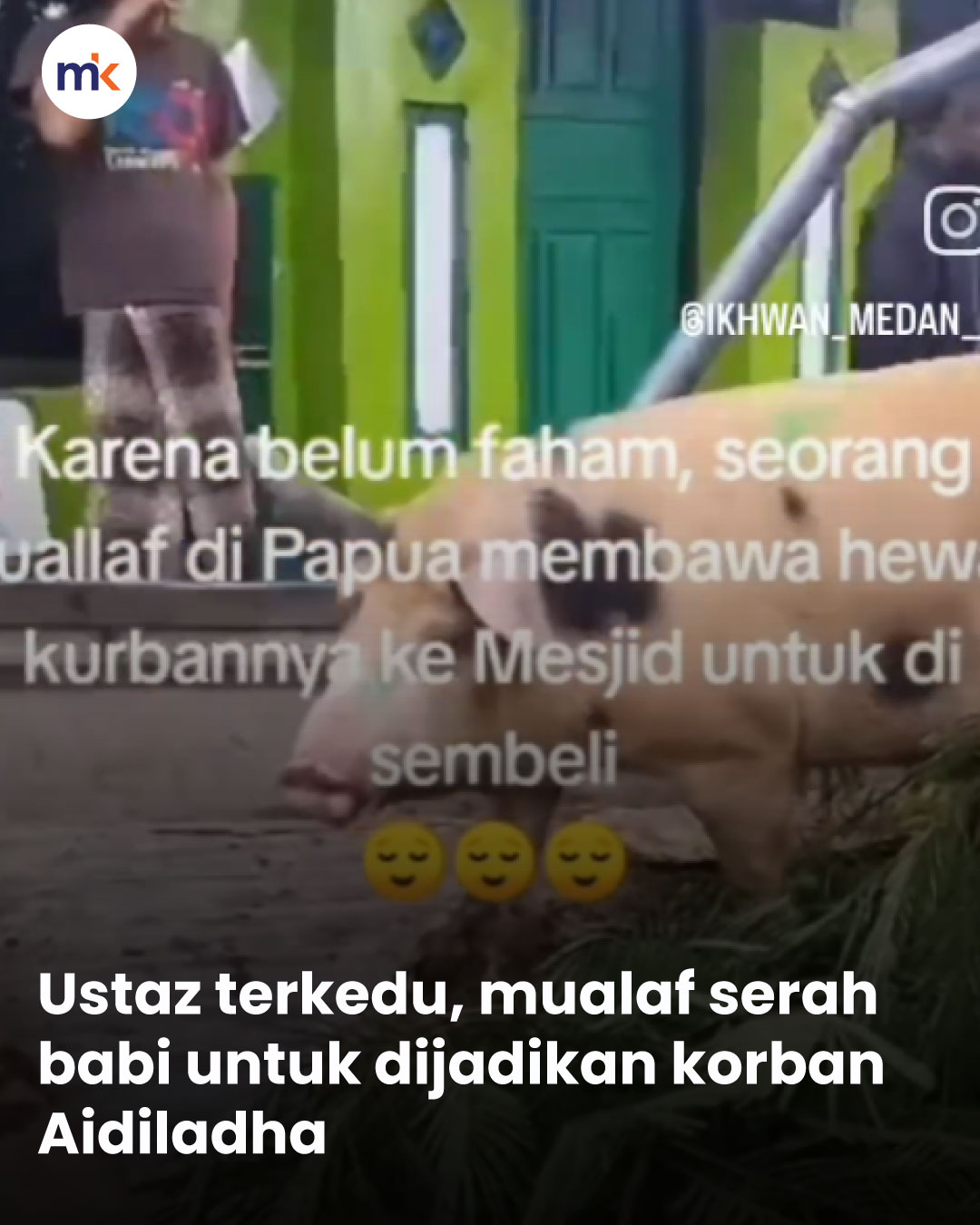 Ustaz terkedu, mualaf serah babi untuk dijadikan korban Aidiladha