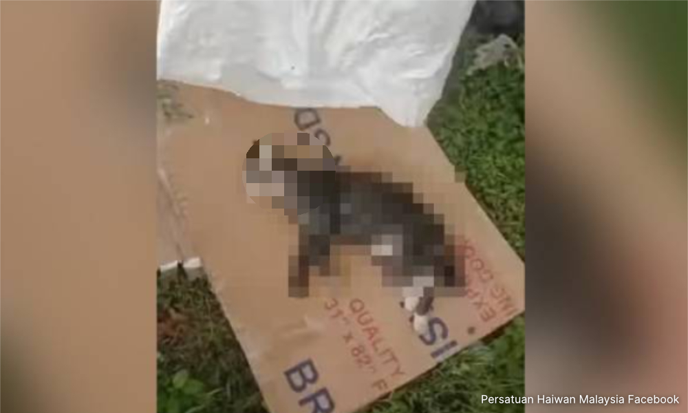 Cops to probe incident of cat thrown into river in Penang