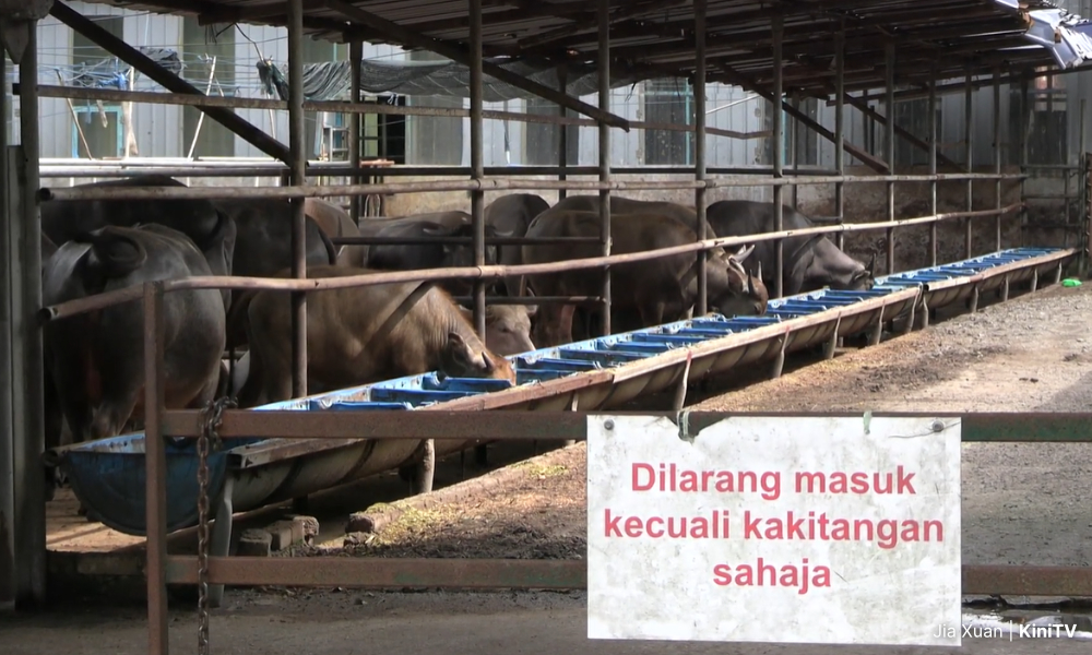 Pengusaha ladang ayam perlu beralih ke sistem reban tertutup  - Exco
