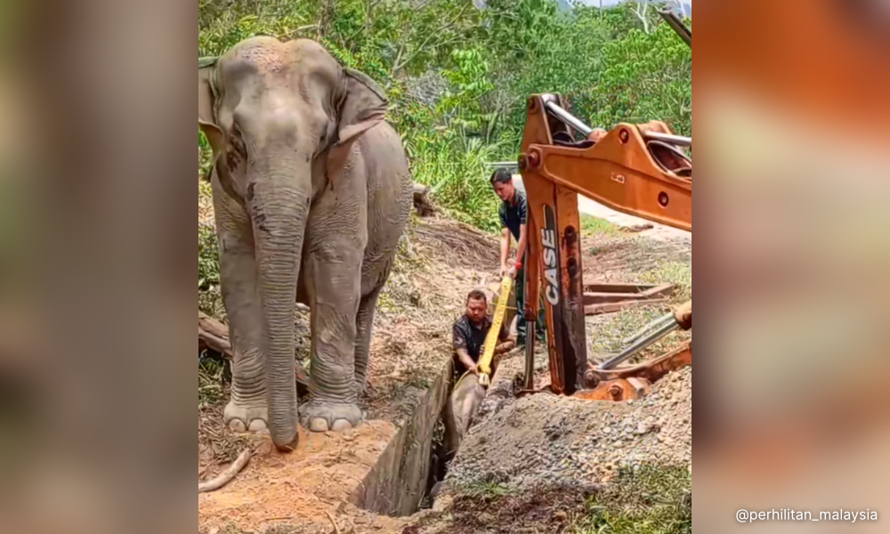 Perhilitan selamatkan anak gajah jatuh longkang