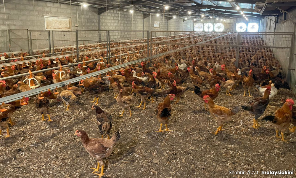 Large farms behind Sg Bakap voters' fly problem, official says