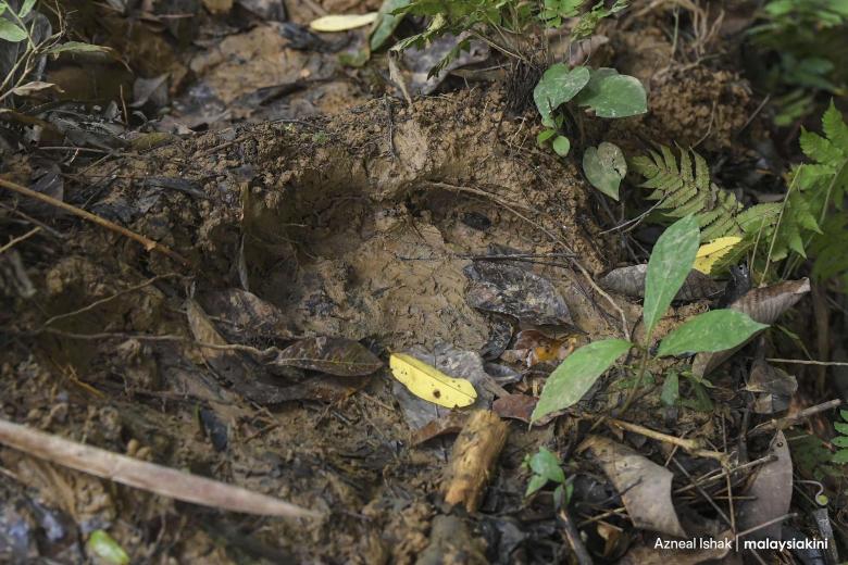 Jejak gajah yang dijumpai di Pos Lanai