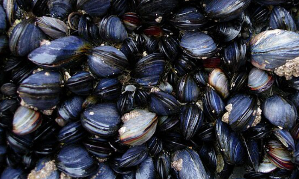 Ban on harvesting, sale of Port Dickson, Malacca shellfish lifted