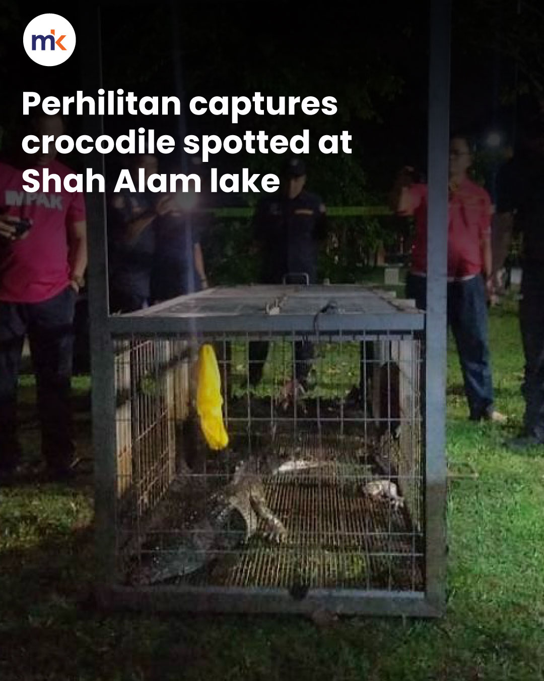 Perhilitan captures crocodile spotted at Shah Alam lake