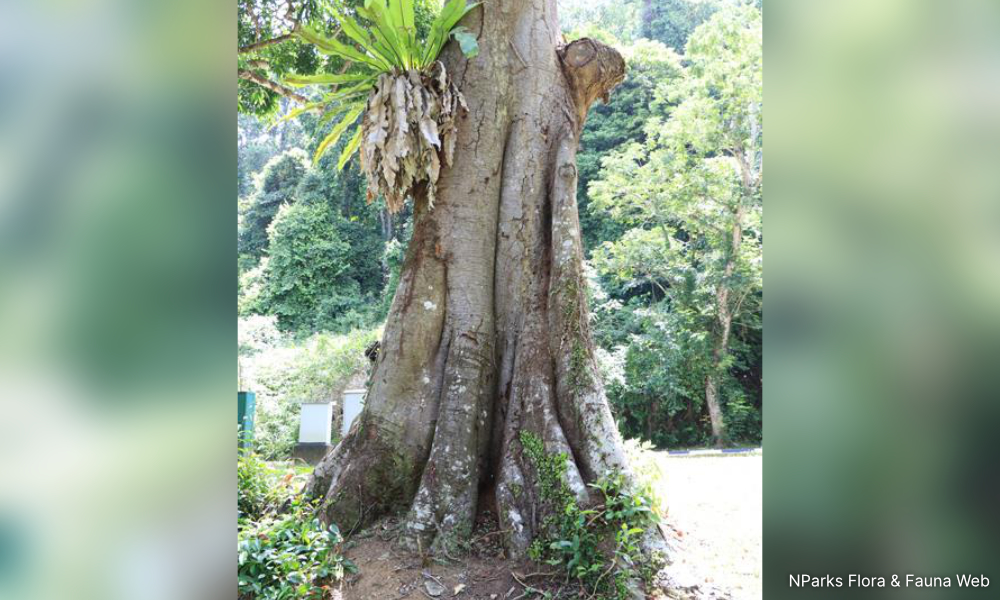 KOLUM | Pudu berasal dari nama pokok paya