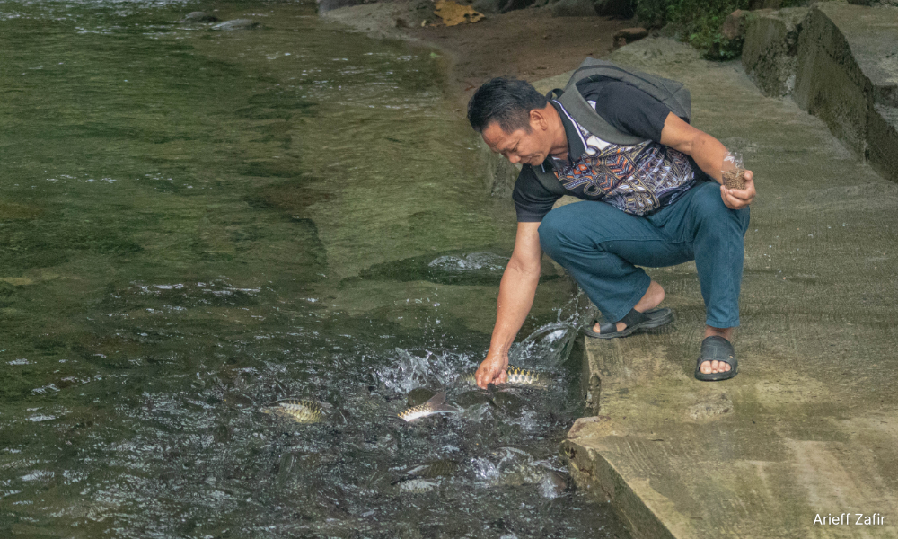 Climate change, invasive species challenge Sabah's river conservation