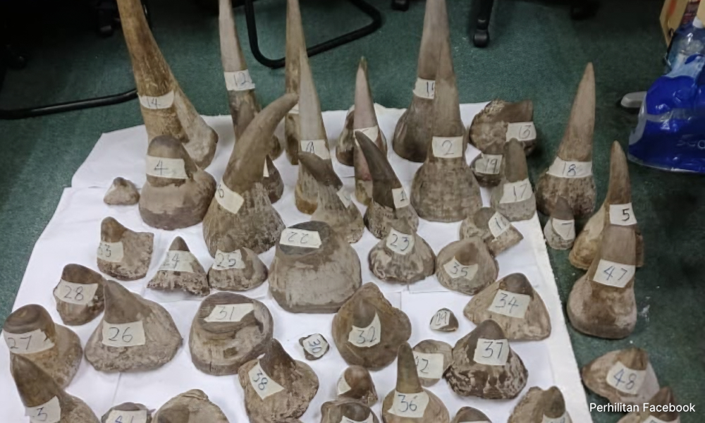 Fast and furious: Officer recalls car chase to nab rhino horn smugglers