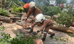 2,575 panggilan pokok tumbang seluruh negara, lapan kematian