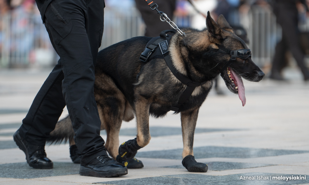 Customs dog sniffs out RM210m worth of amphetamine pills