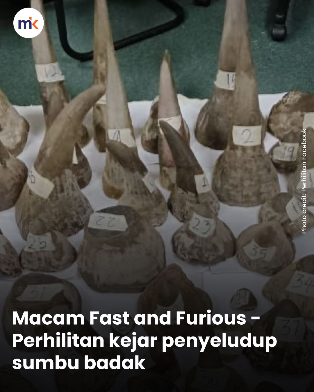 Macam Fast and Furious - Perhilitan kejar penyeludup sumbu badak