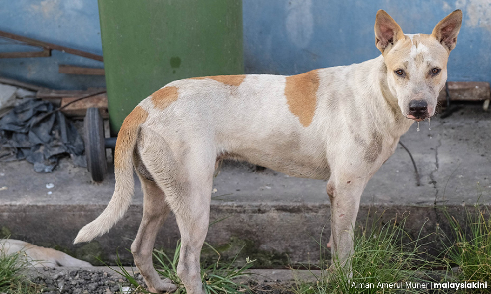 Peka tuduh UPM upah sykt bunuh anjing liar 2 4997eea401784ba2bb9bbbf51bf49c28