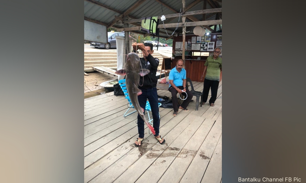 Ancaman ikan asing, ikan asli sungai boleh pupus