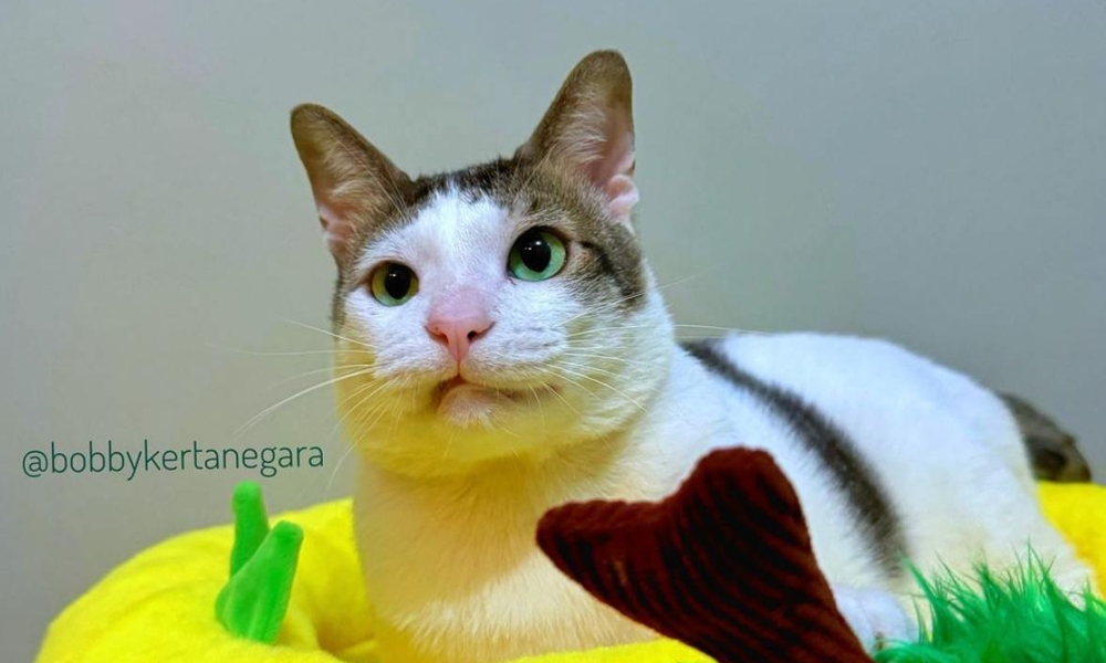 Si bulus Bobby, kucing Prabowo pindah ke istana presiden